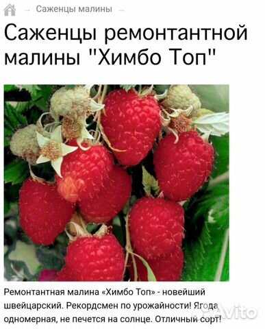 Малина химбо топ: описание, отзывы о сорте, фото, особенности обрезки