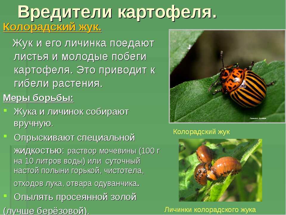 Как избавиться от майского жука (хруща) - 3 способа + 15 препаратов
как избавиться от майского жука (хруща) - 3 способа + 15 препаратов