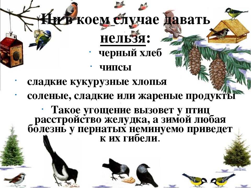 Люди помогите птицам! тема помоги птицам: чем можно кормить птиц зимой а чем нельзя: таблица. когда подкармливать птиц зимой. корм для птиц своими руками. кормление птиц зимой