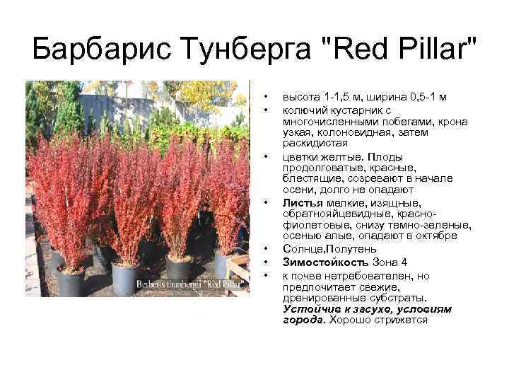 Барбарис "мария": описание сорта, фото, отзывы