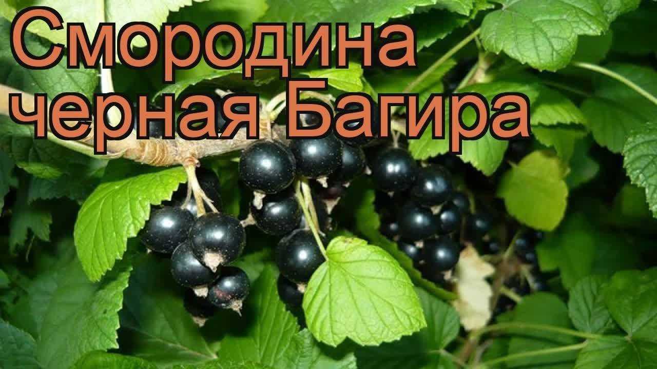 Чёрная смородина багира: описание сорта с характеристикой и отзывами, особенности посадки и выращивания и ухода, фото
