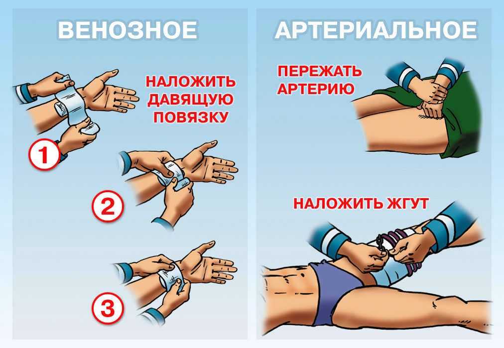 Чешуйчатка обыкновенная (pholiota squarrosa): описание, где растет, как отличить, фото и сходные виды