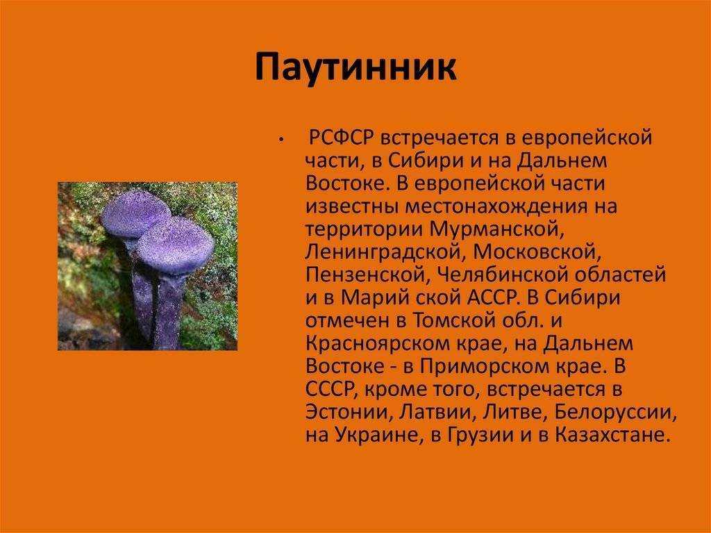 Гриб паутинник (cortinarius): где растет, виды, фото, калорийность