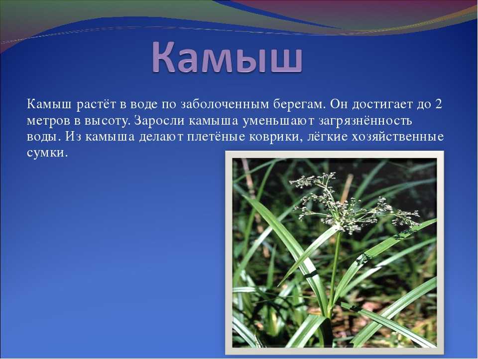 Топ-10 прибрежных растений, что посадить на берегу водоема и пруда