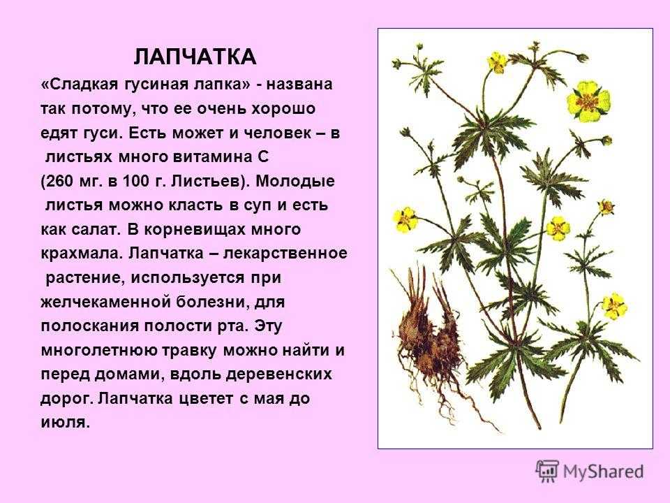 Как лапчатка гусиная налаживает обменные процессы свойства
