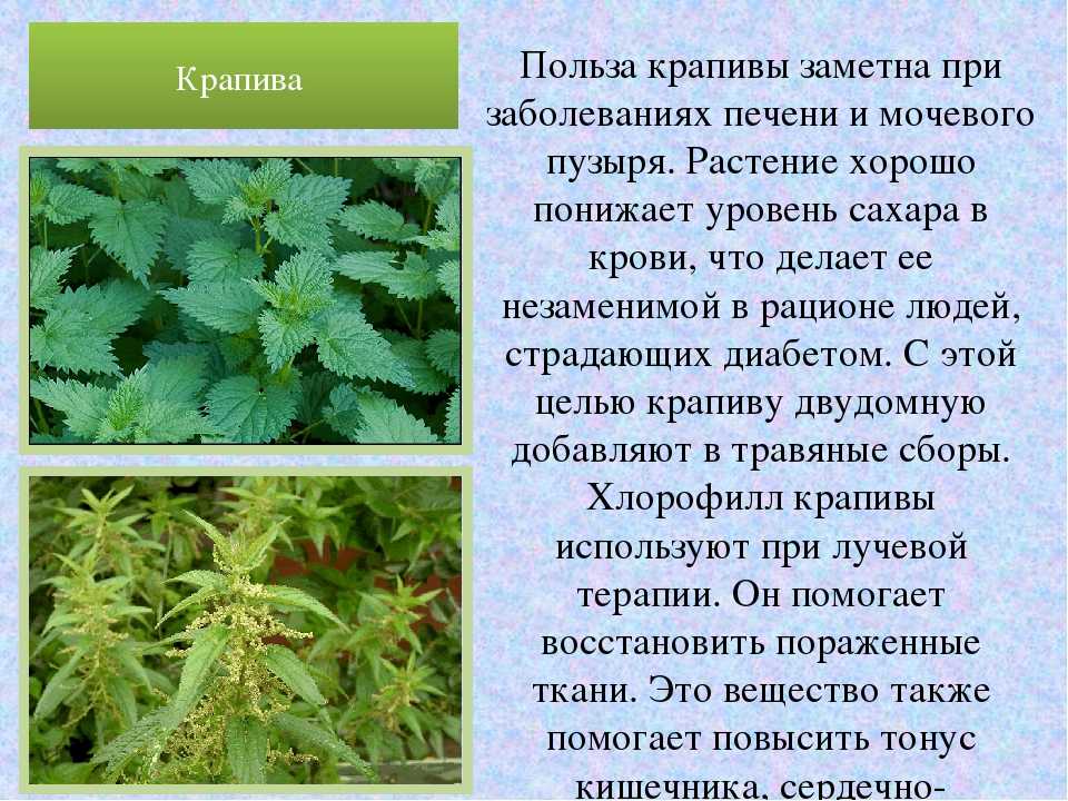 Крапива: свойства и противопоказания, выращивание, применение