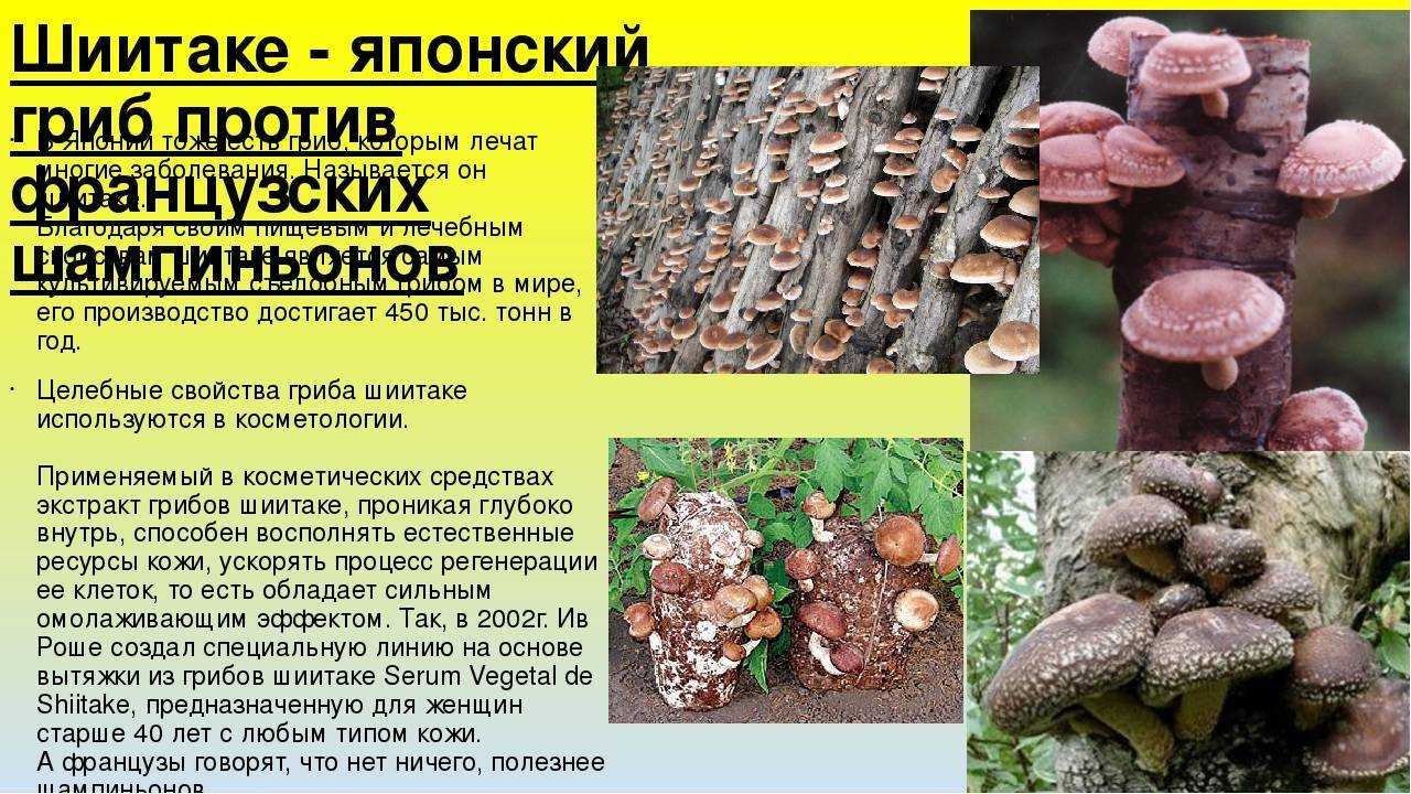 Фото грибов шиитаке, как они выглядят и чем знамениты Где и как растут Калорийность, применение в кулинарии, на какие виды делят