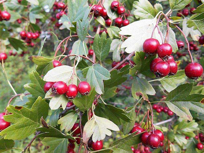 Боярышник однопестичный (crataegus monogyna): описание, фото, отзывы