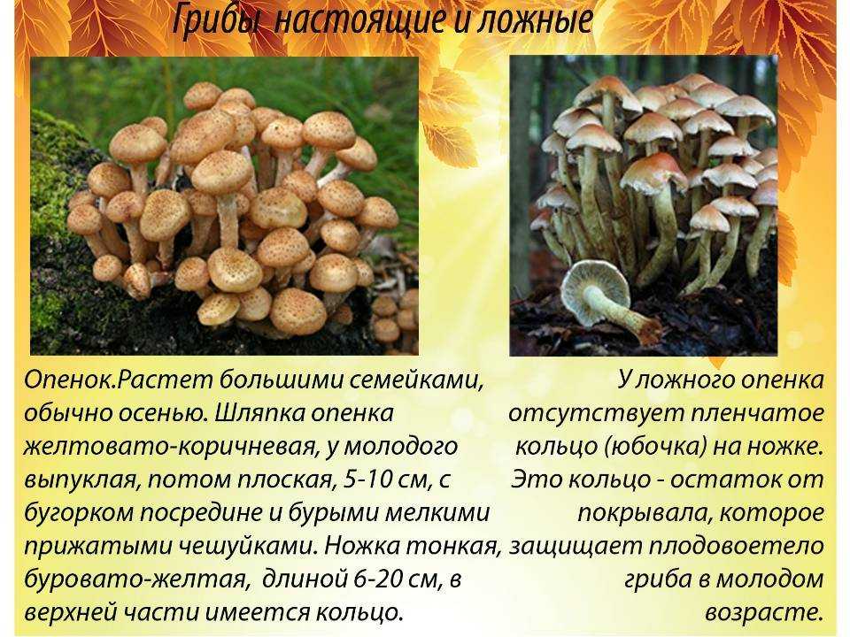 Опята осенние — как распознать и приготовить? виды, описание, фото — ботаничка