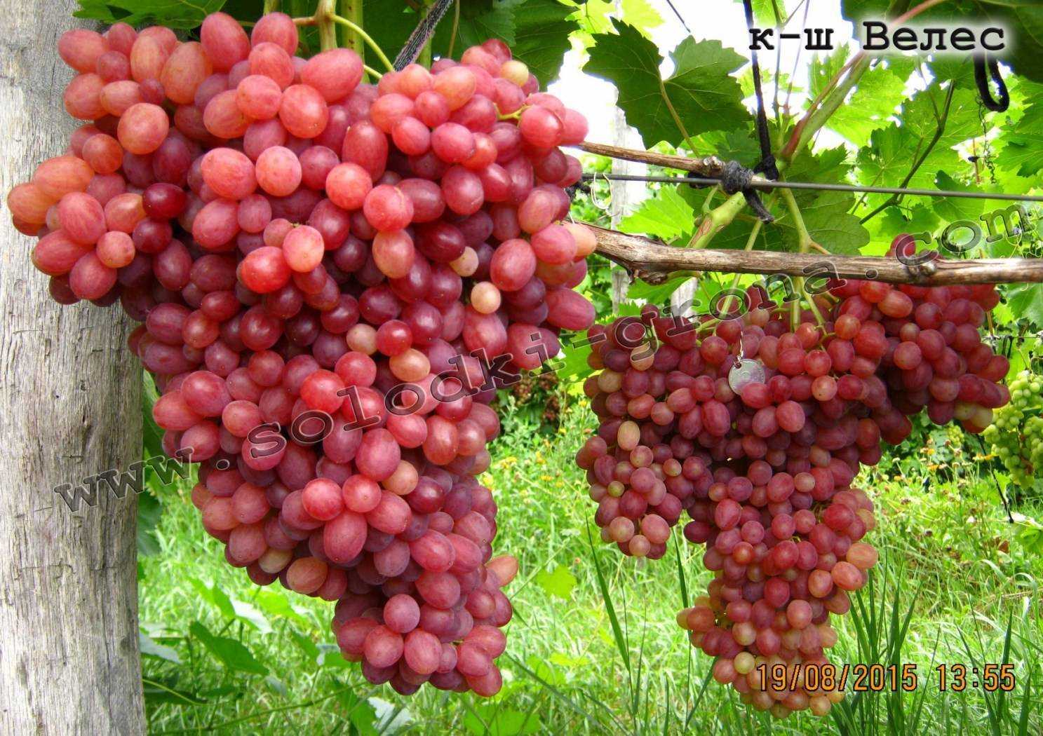 Сорт винограда кишмиш лучистый: описание, правила агротехники +видео