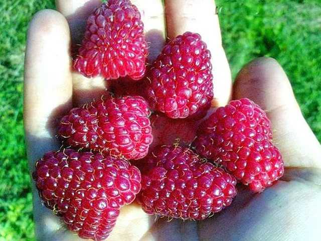 Малина шапка мономаха: все секреты выращивания и ухода с фото