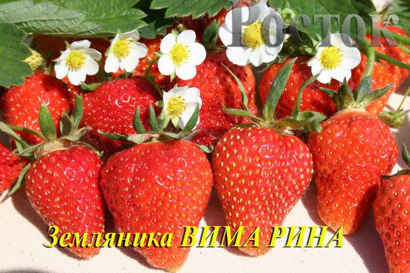 Клубника вима рина: описание сорта, фото, отзывы о землянике