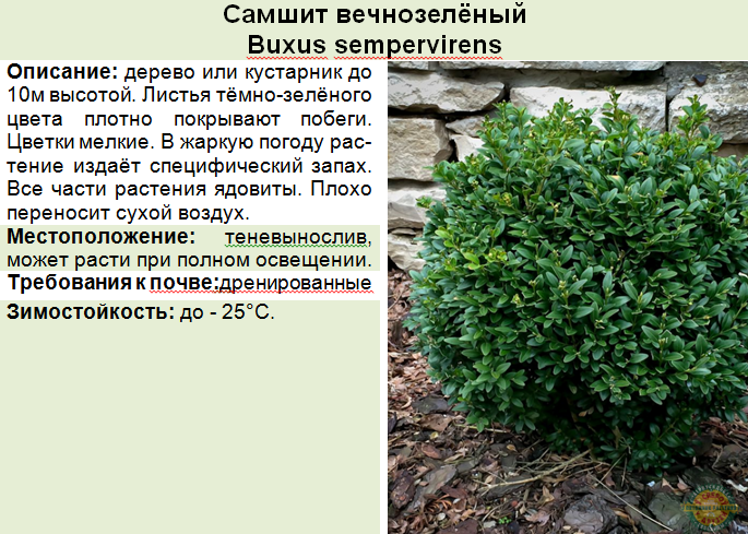 Самшит в ландшафтном дизайне: фигуры, клумба - 18 фото