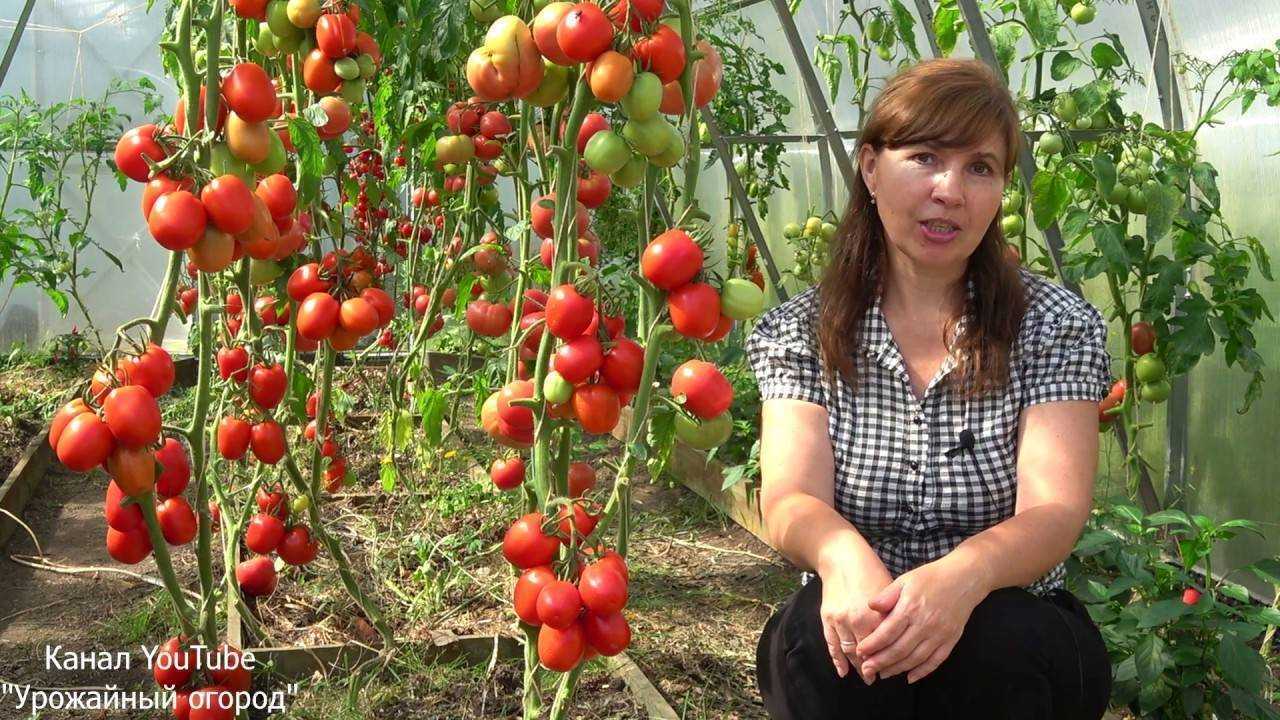 Томат великосветский