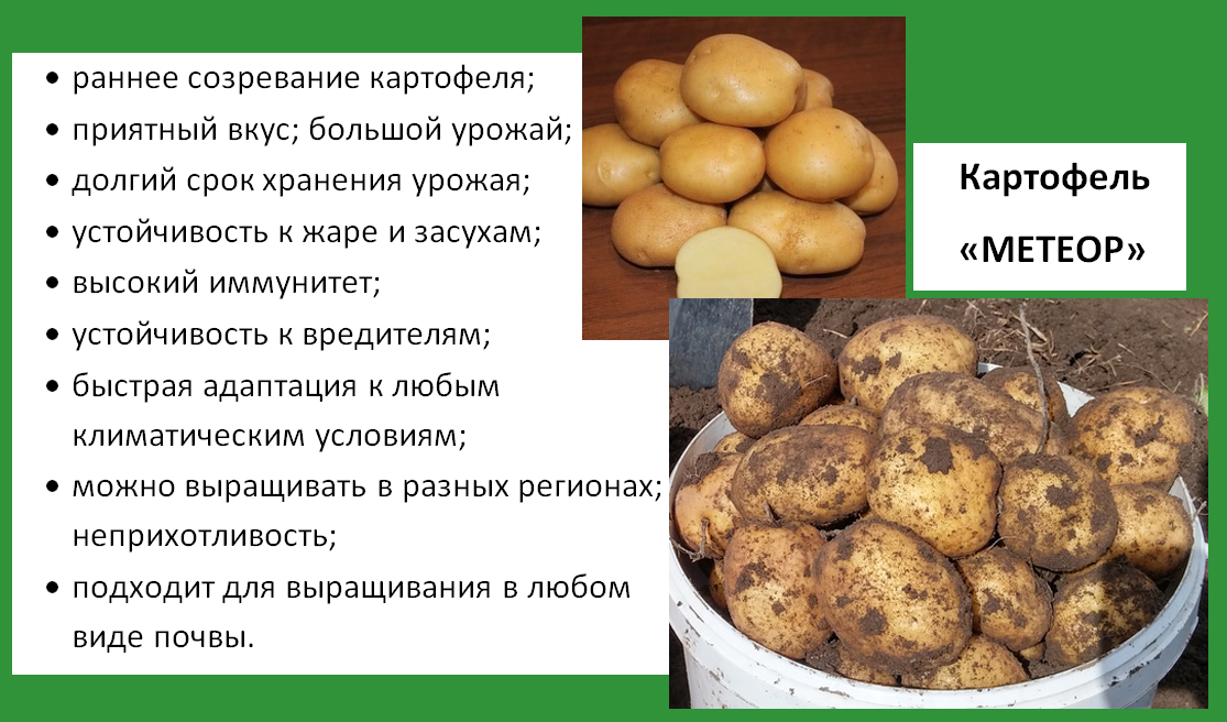 Какая лучше картошка для жарки. самые лучшие сорта картофеля для жарки