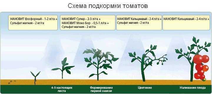 Томат леопольд: отзывы, фото, урожайность, характеристика