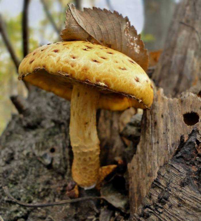 Королевские опята: съедобные или нет, фото, видео и описание вида, где растут осенние грибы