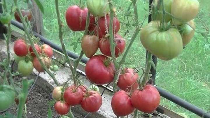 Томат чудо уолфорда: отзывы, фото, урожайность