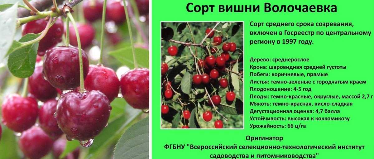 Морозоустойчивые сорта вишни: описание и характеристики 20 лучших, посадка и уход