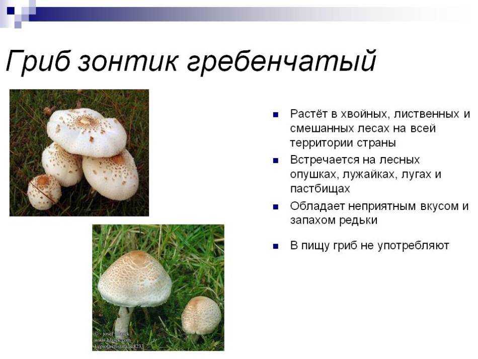 Как выглядят грибы-зонтики и как отличить их от грибов других видов