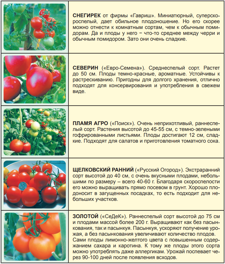 Томат болото