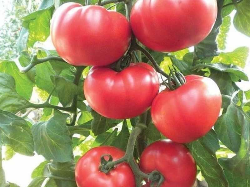 Томат киржач: характеристика и описание, отзывы, фото, урожайность