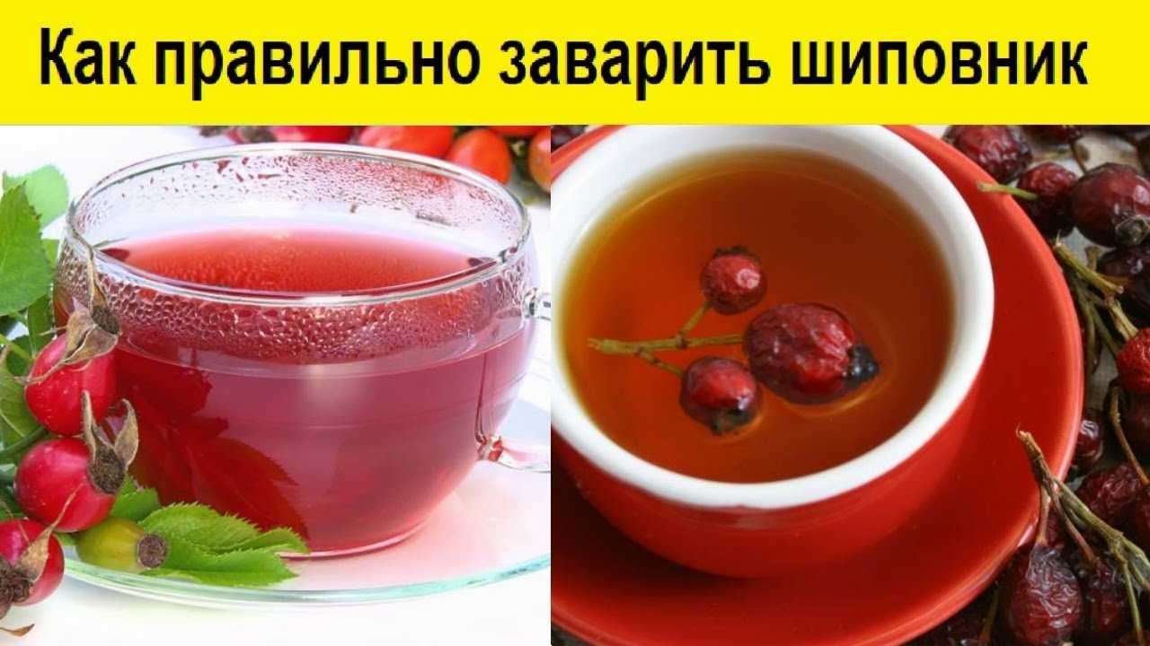 Как заваривать шиповник и пить, чтобы сохранить витамины и полезные свойства