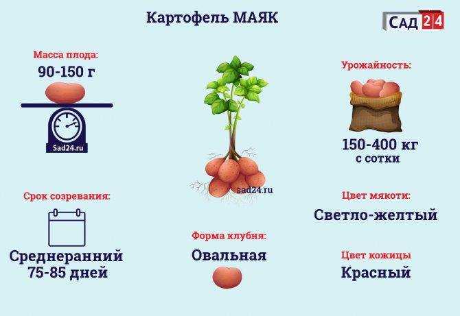 Картофель хозяюшка: характеристика и описание сорта, фото, отзывы – сад и огород своими руками
