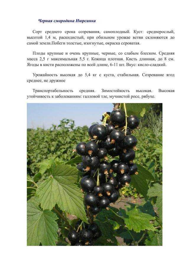 Выращивание ягод как бизнес – технология и примерный бизнес-план по выращиванию малины, смородины, ежевики, голубики и ягод годжи