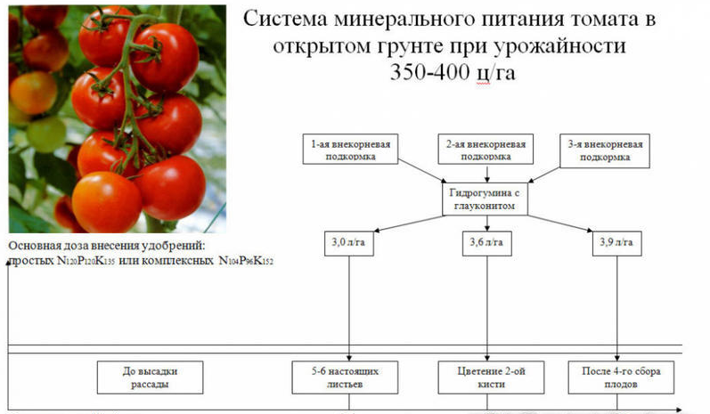 Сорт томатов виагра, описание, характеристика, фото и отзывы тех, кто сажал, а также особенности выращивания чёрных помидоров