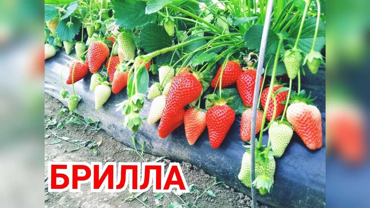 Клубника «вима тарда»: описание сорта, фото и отзывы