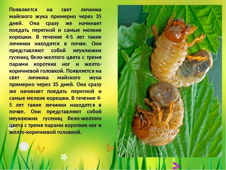 Борьба с хрущем и его личинками: как избавится от майского жука, эффективные средства