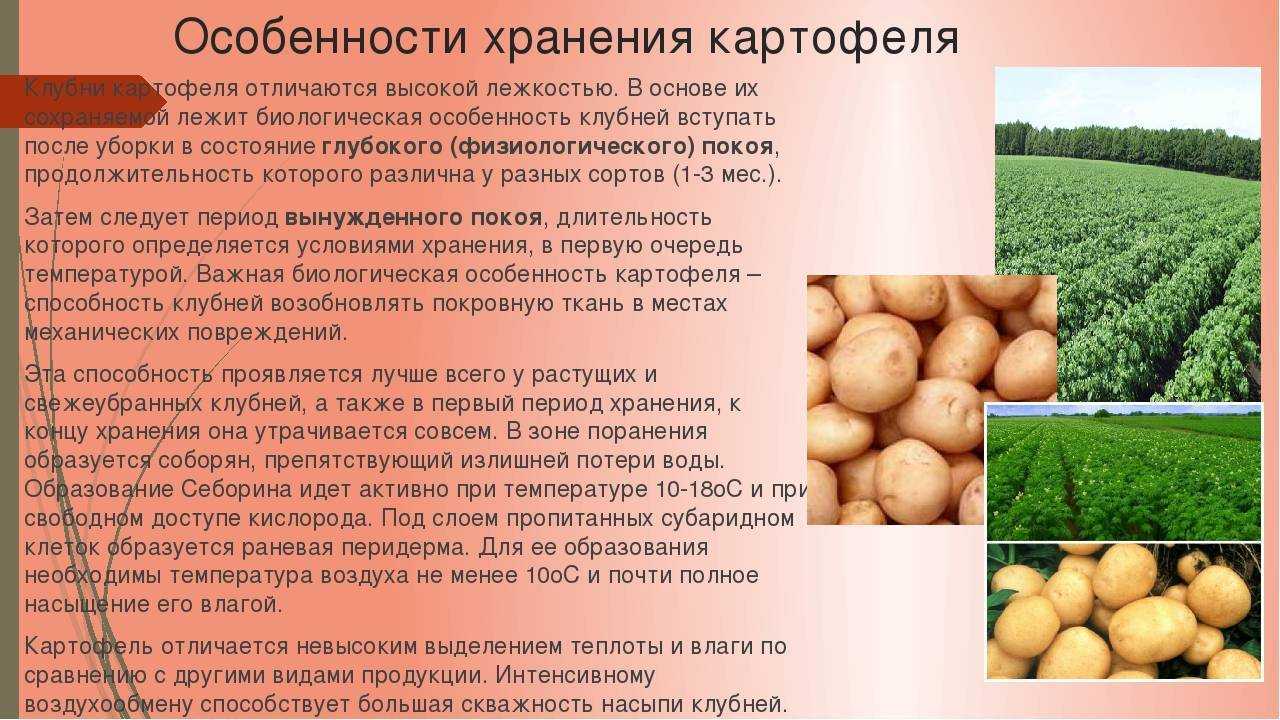 Картофель "черный принц": описание, характеристика и фото сорта, а также выращивание и уход