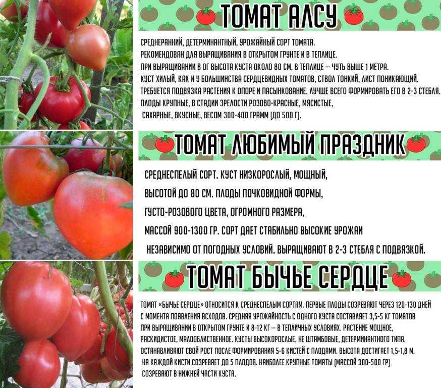 Необыкновенный томат земляк: отзывы, описание и 30 фото