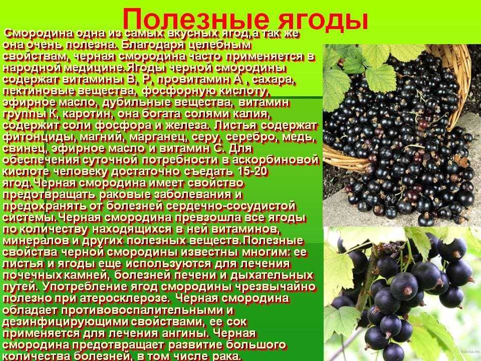 Черная смородина алтайская поздняя: описание, посадка и уход