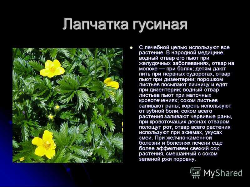 Лапчатка гусиная (гусиная лапка): лечебные свойства и противопоказания. применение в народной медицине - lechilka.com