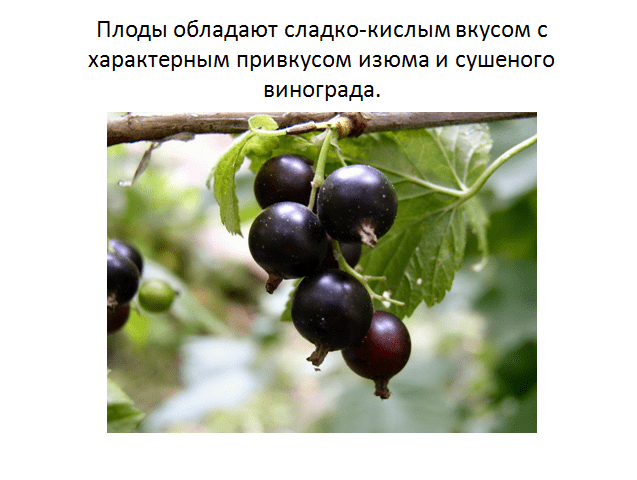 Сорт черной смородины голубка – особенности агротехники