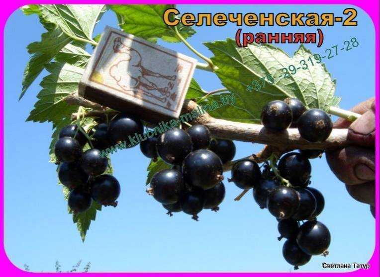 Смородина селеченская 2. описание сорта, фото, отзывы