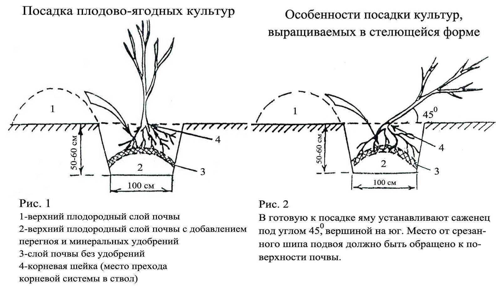 Крыжовник северный капитан: описание и особенности сорта, посадка и уход, размножение