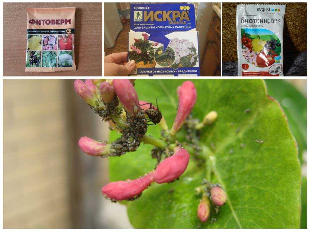 Как эффективно бороться с тлей на плодовых деревьях?