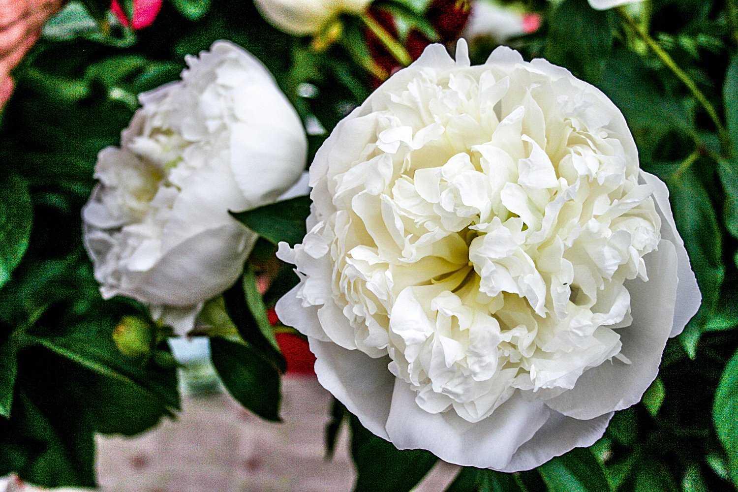 Пион дюшес де немур (duchesse de nemours): описание, фото, отзывы