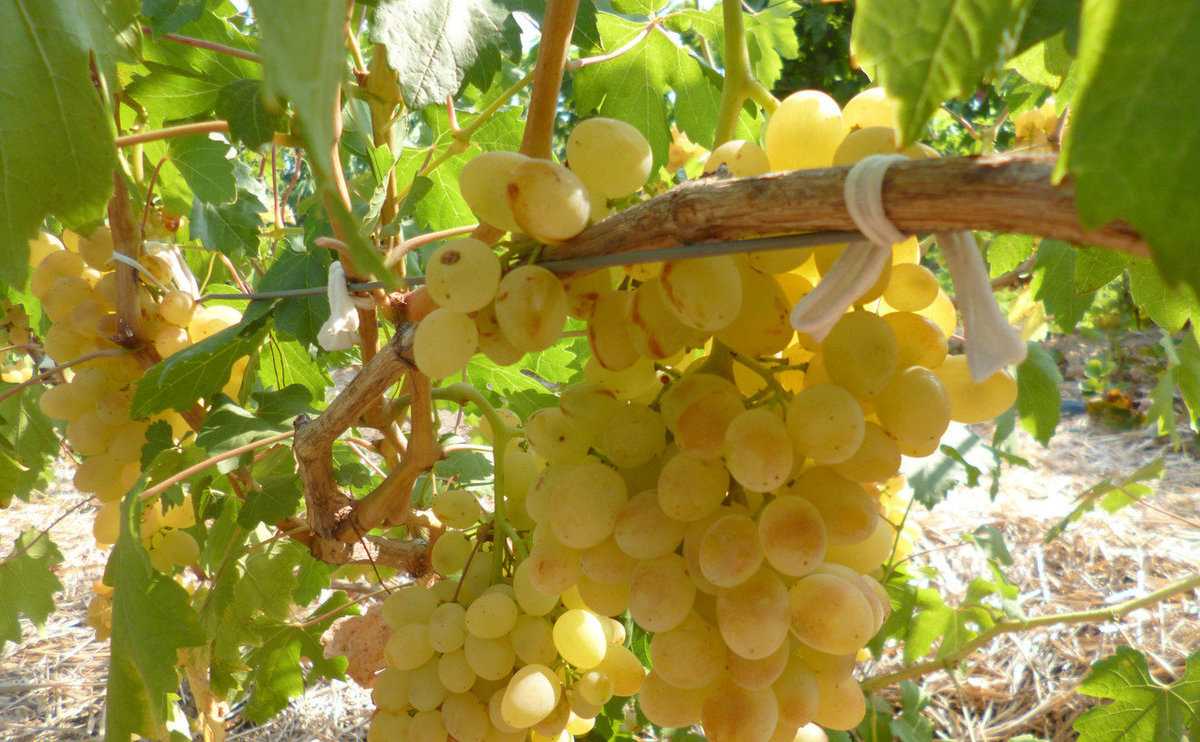 Виноград "кишмиш лучистый": описание сорта, фото, отзывы