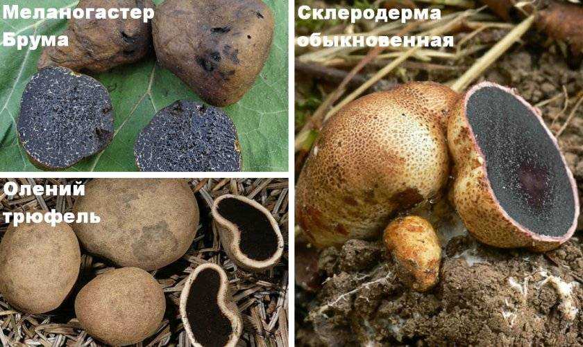 Где растут трюфели: особенности поиска, советы как найти, фото, инструкция, ареал произрастания, как не спутать