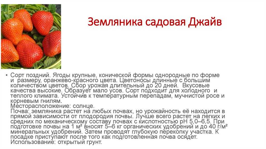 Клубника румба - отзывы о сорте, описание, фото
