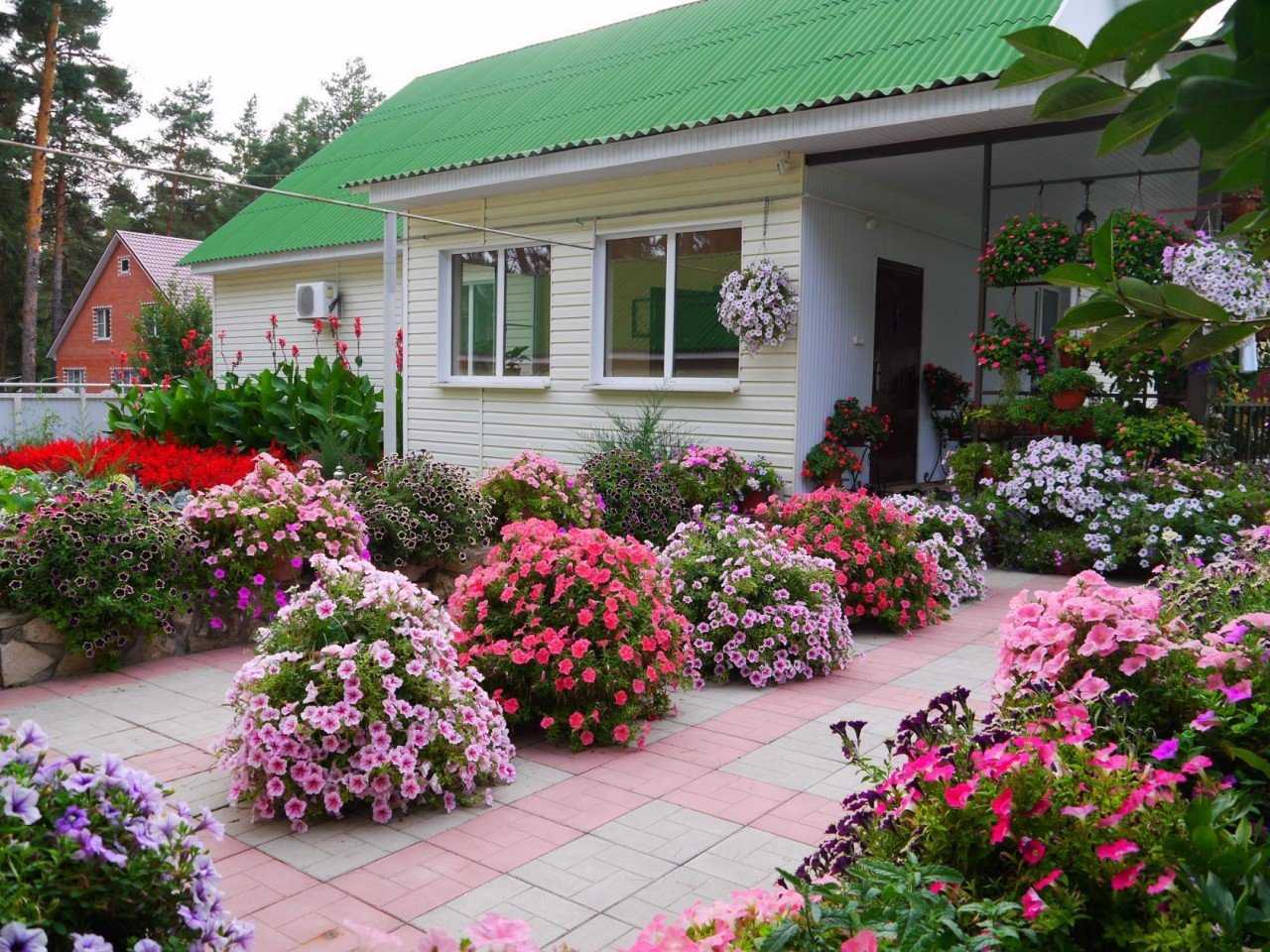 Клумбы из петунии