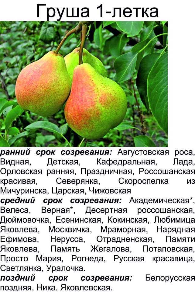 Груша нарядная ефимова: описание и характеристики сорта, правила выращивания, отзывы дачников