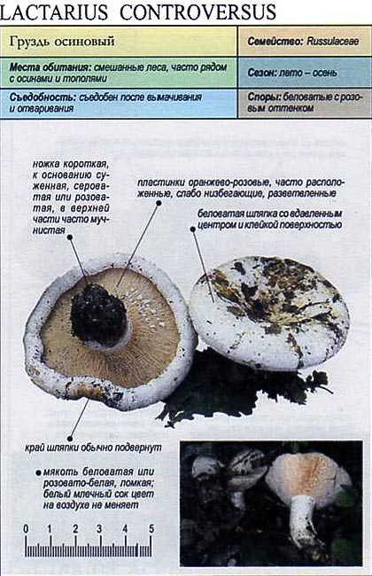 Белый груздь как собирать и солить - proufu.com