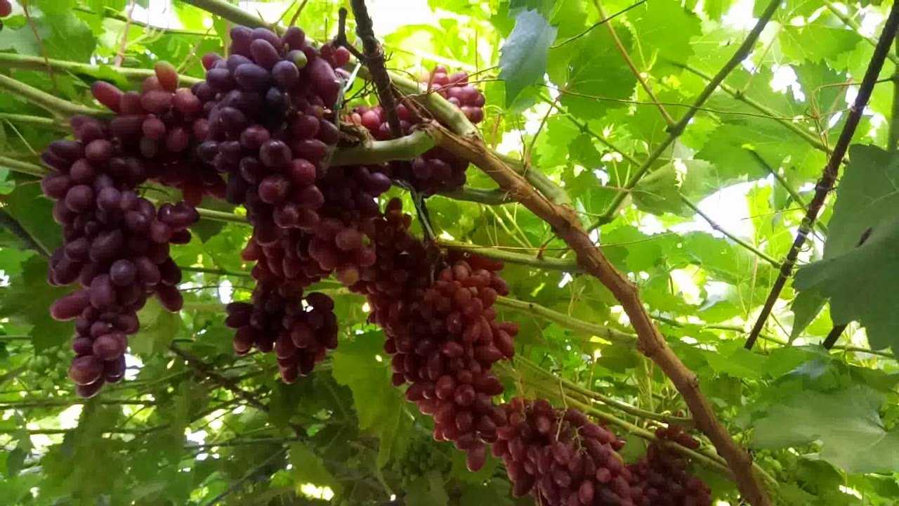Изумительный сорт — виноград изюминка