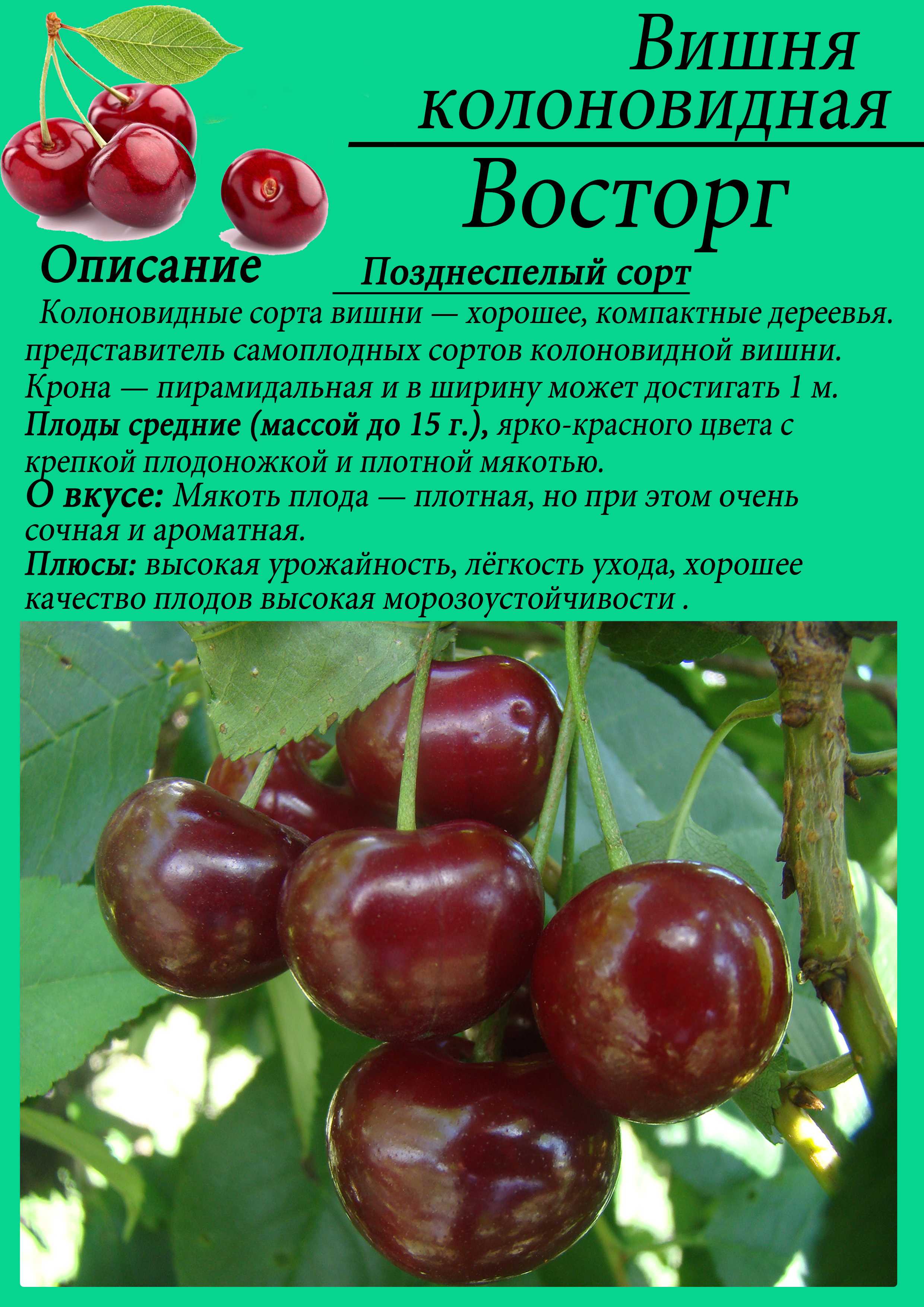 Вишня ашинская: описание и характеристика сорта