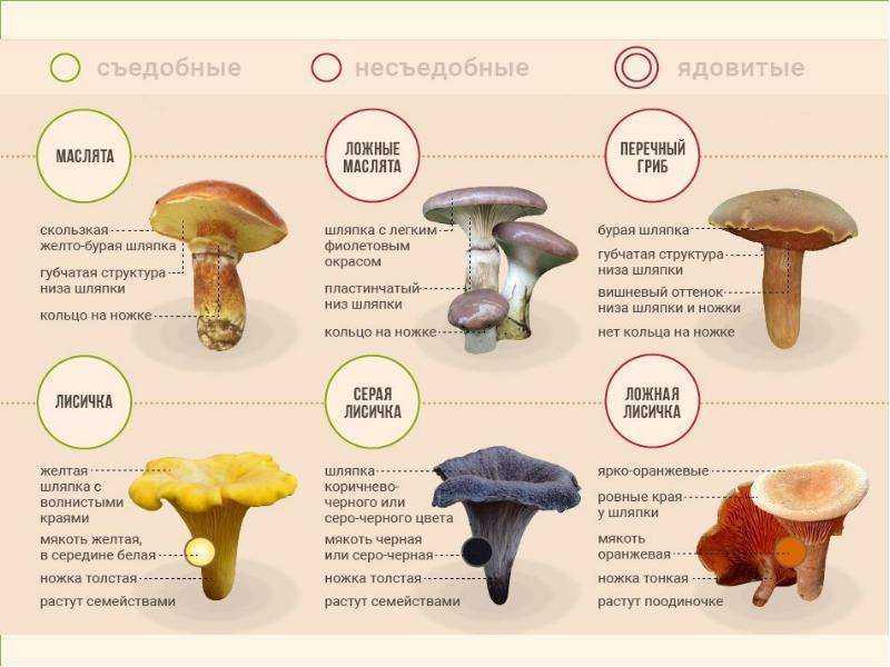 Грибы маслята: фото, описание, съедобные и несъедобные виды